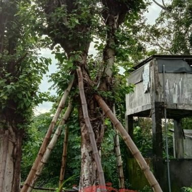 Tumbuhan Bodhi