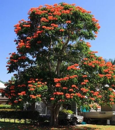 Jual Tanaman Pohon Spatodea