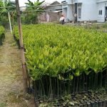 Bibit Angsana