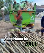 pengiriman bali