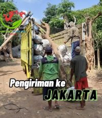 pengiriman jakarta