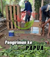 pengiriman papua