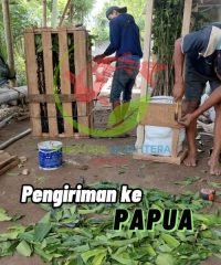 pengiriman papua