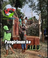 pengiriman riau