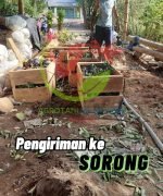 pengiriman sorong1