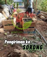 pengiriman sorong1