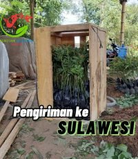 pengiriman sulawesi
