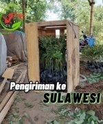 pengiriman sulawesi