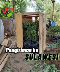 pengiriman sulawesi