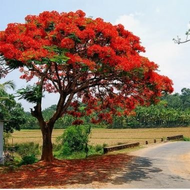pohon bunga flamboyan