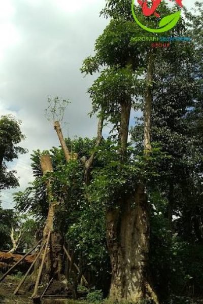 Jual Tanaman Pule Berkualitas - CV AGROTANI SEJAHTERA