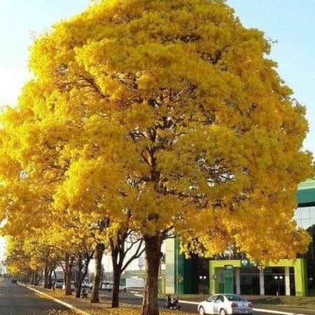 Jual Tanaman Pohon Tabebuya Kuning